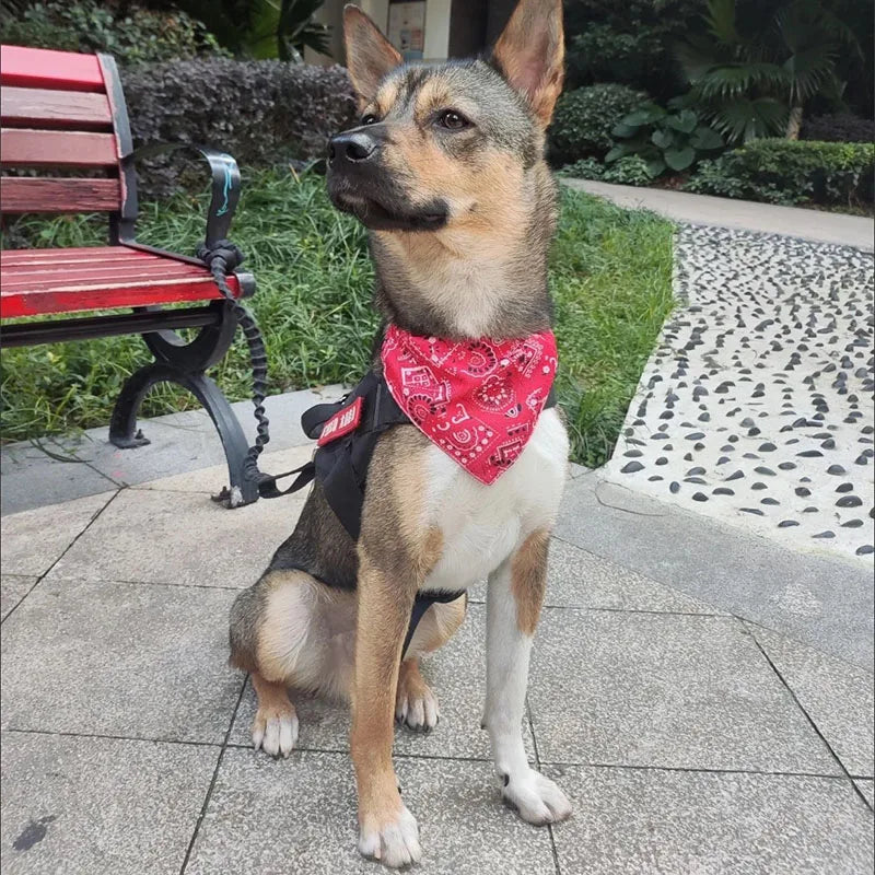 Dog wearing the red paisley bandana outdoors