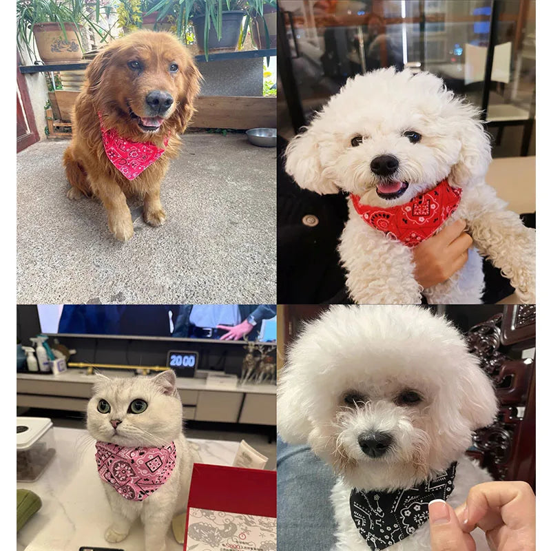 Dogs and a cat wearing paisley bandanas